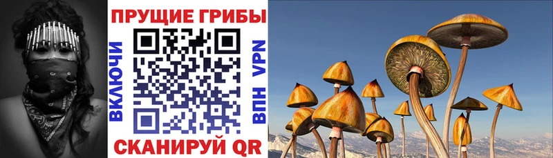 Псилоцибиновые грибы GOLDEN TEACHER  Макушино 